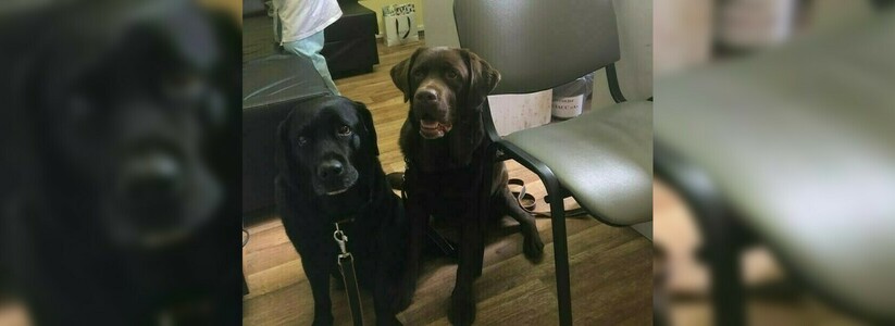 Собаки-терапевты помогают екатеринбургским врачам лечить пациентов