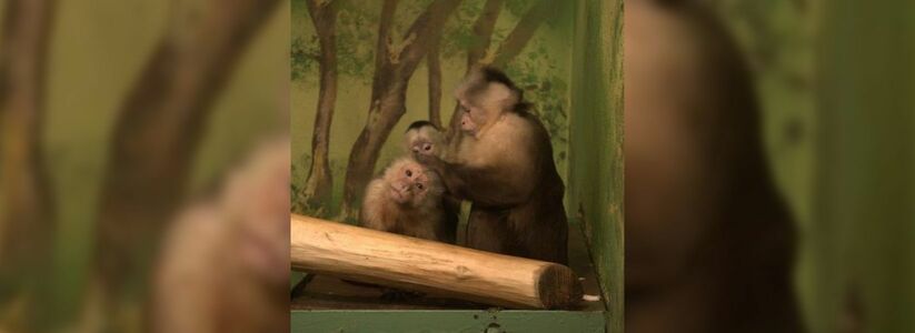 Посетители Екатеринбургского зоопарка выберут главную мать года