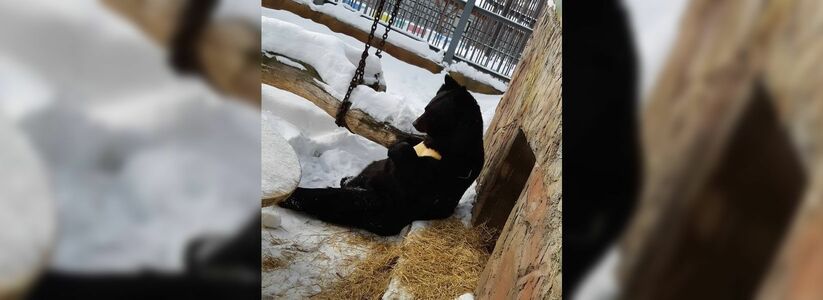 В Екатеринбург окончательно пришла весна: проснулись медведи