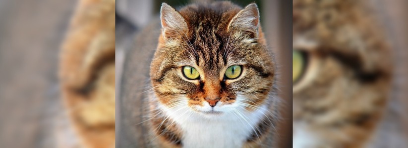 Ученые выяснили, что кошки отпугивают врагов и общаются при помощи бактерий