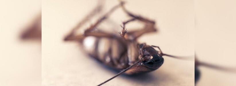Тараканов и мух нашли в свердловском детсаду после жалобы родителей