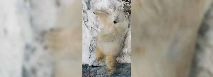 В Екатеринбургском зоопарке 27 января отметят день белого медведя