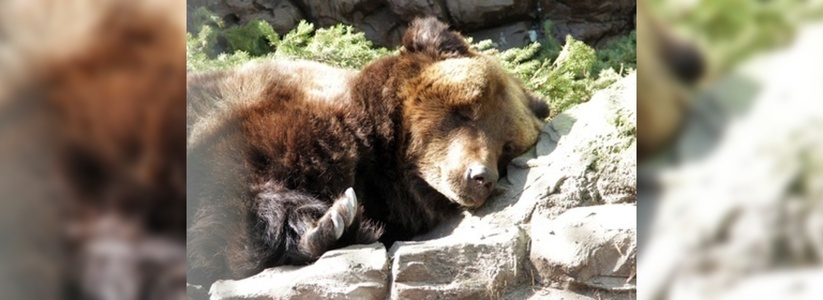 Пора спать: в екатеринбургском зоопарке медведи устраиваются в берлогах
