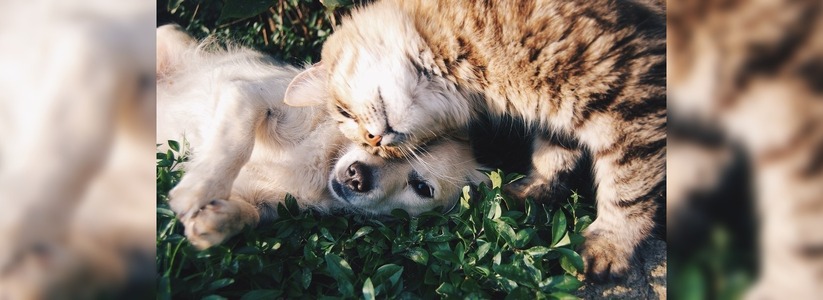 Ученые выяснили, что кошки привязываются к людям не меньше собак