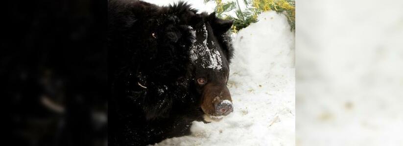 В зоопарке Екатеринбурга проснулись медведи