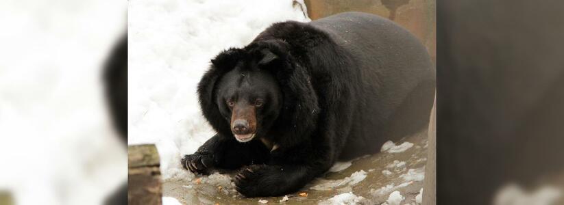 Весна наступила: в Екатеринбургском зоопарке проснулись медведи