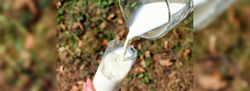 В Екатеринбурге обнаружили опасную молочную продукцию