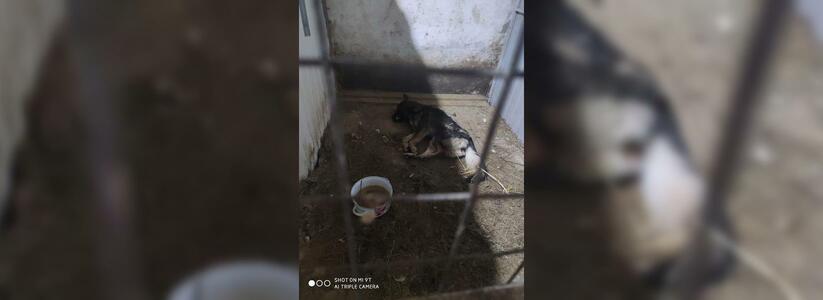 В приюте Артемовского, где ранее нашли трупы собак, пропадают 100 животных