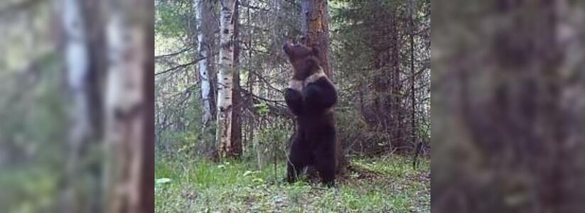 В уральском заповеднике камера засняла медведя "в жилетке", чесавшего спину о дерево