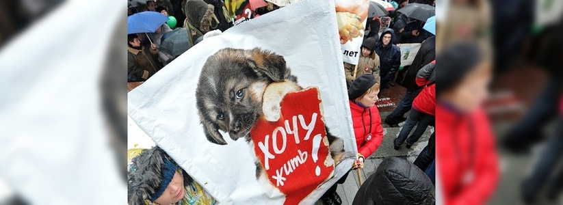Догхантеры в Екатеринбурге: 20 января 2015 года будут разбрасывать отраву для собак