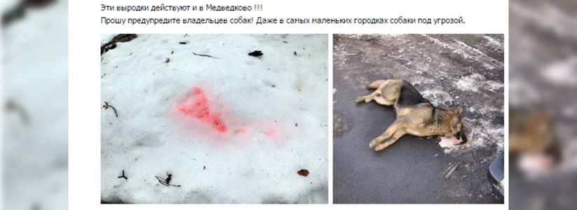 Догхантеры в Екатеринбурге: 20 января 2015 года будут разбрасывать отраву для собак, фото, видео