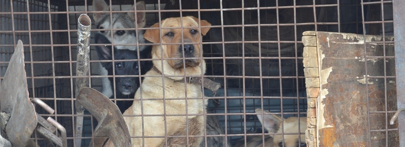 Проблема бродячих собак в Екатеринбурге - 18 марта 2015 года