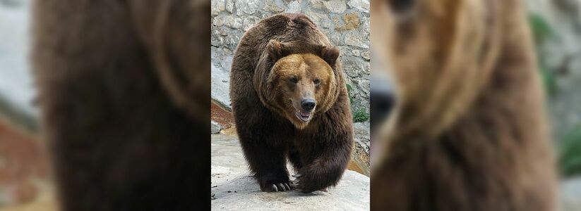 Под Карпинском медведь напал на охотника - 15 октября 2015 года