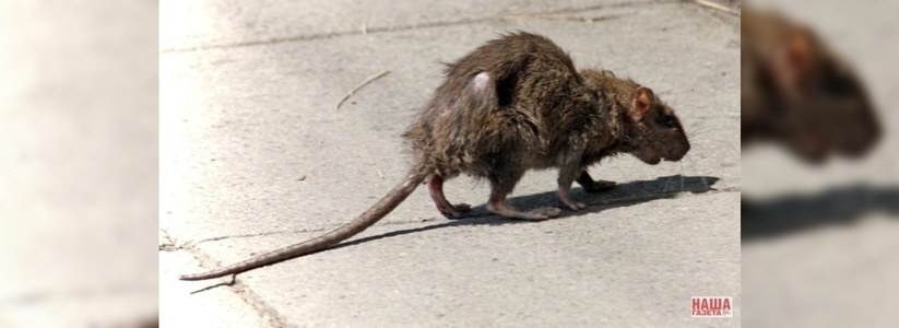 Двор в центре Екатеринбурга атаковали огромные крысы