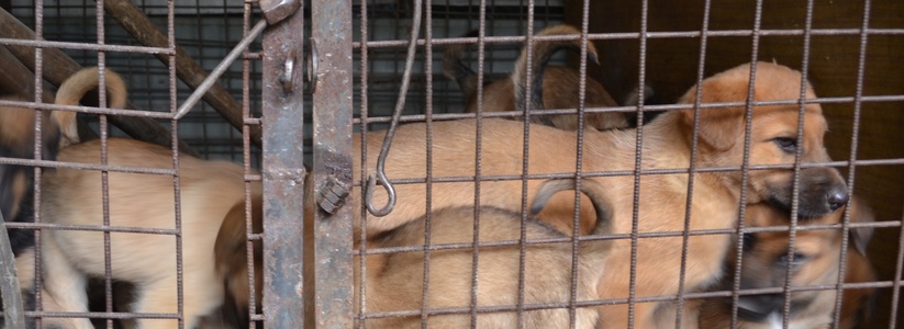 Амурская компания с темным прошлым будет отлавливать бездомных собак в Екатеринбурге до конца 2015 года
