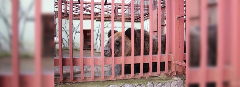 В Екатеринбурге прооперировали охотника, на которого напал медведь в Карпинске