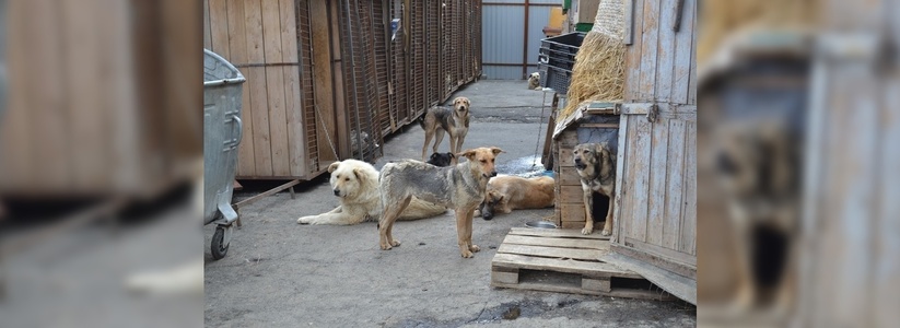 В Екатеринбурге неизвестные уродуют собак ножами и стреляют в них из оружия: зоозащитники бьют тревогу