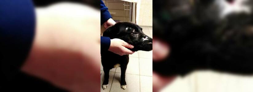 В Екатеринбурге собаки, которых пытались убить живодеры, идут на поправку: зоозащитники подыскивают им хозяев