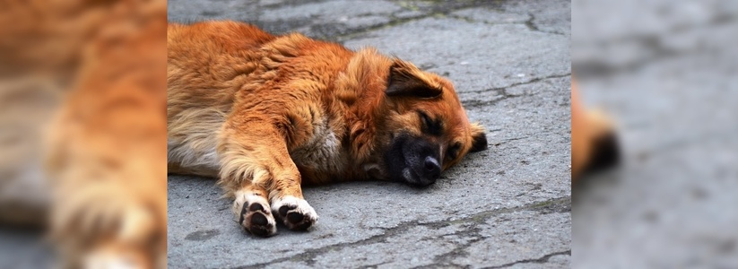Догхантеры собираются отравить бездомных собак в Екатеринбурге 20 января