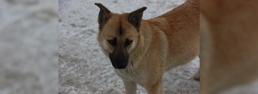 В Екатеринбурге может появиться приют для бездомных собак