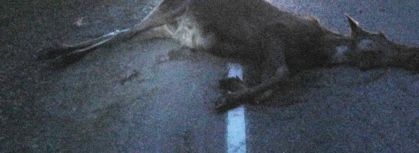 Под Ирбитом водитель Hyundai Sonata сбил лося: животное погибло