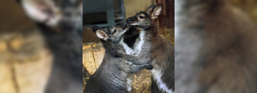Зоопарк Екатеринбурга выбирает самое красивое имя для детеныша кенгуру