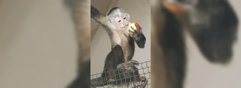 В Екатеринбурге сотрудники зоопарка выходили детеныша капуцина от которого отказалась мама