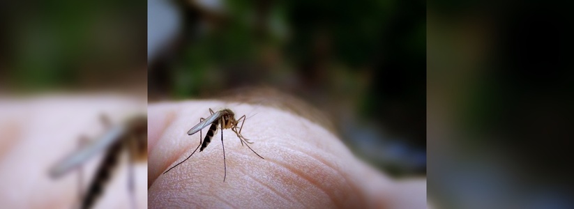 Свердловчан атакуют полчища комаров: из-за сильнейшего весеннего паводка кровососущих насекомых стало больше в семь раз