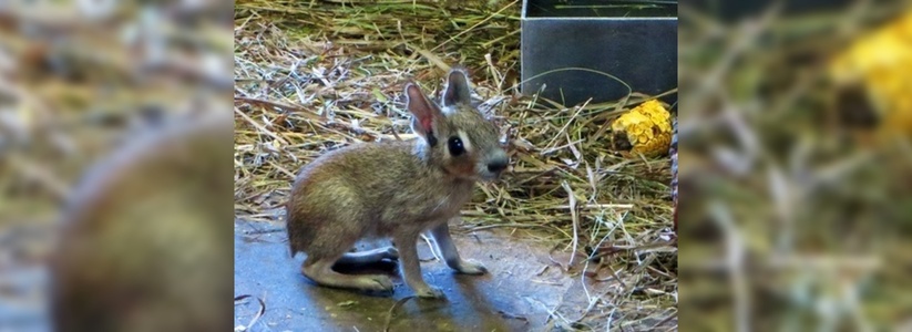 В екатеринбургском зоопарке у патагонских зайцев или чакоанских мар родился детеныш - фото
