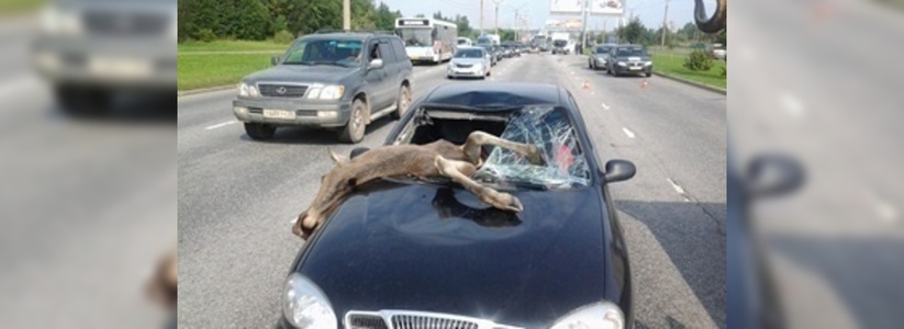 В Свердловской области участились случаи дорожных аварий с лосями
