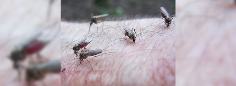 Ученые из Екатеринбурга провели в лесу два месяца, чтобы поймать три тысячи комаров - фото