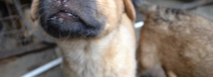 В Екатеринбурге догхантеры объявили войну бродячим собакам после несчастного случая с ребенком – фото