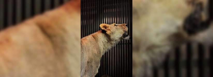 В Екатеринбургском зоопарке выбрали имя для львицы