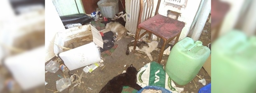 Трупы истощенных животных обнаружены в частном доме на передержке в Екатеринбурге