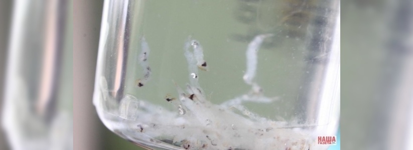 В водопроводе Нижнего Тагила нашли личинки циклопов и комаров