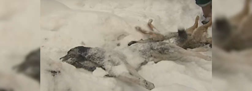В Екатеринбурге вдоль трассы нашли десятки трупов собак