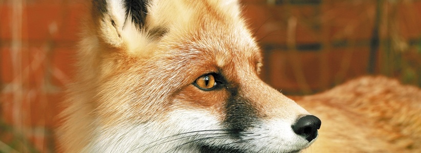 На звание лучшей семьи в зоопарке Екатеринбурга номинировали лисиц, львов, носух, пауков и дикобразов