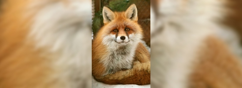 Лучшей парой 2017 года в зоопарке Екатеринбурга выбрали лису и лиса