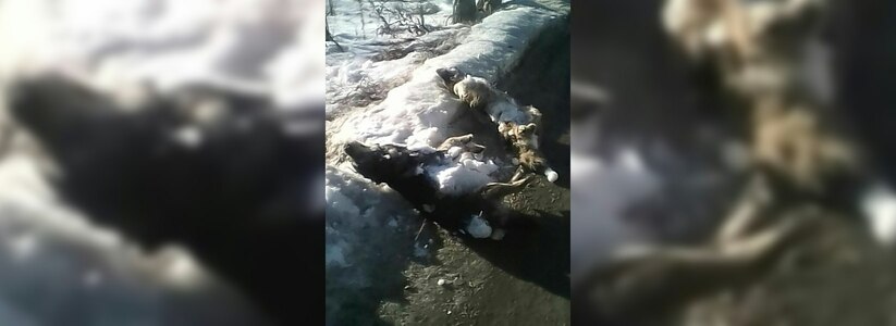В Екатеринбурге в Чкаловском районе нашли трупы собак - фото