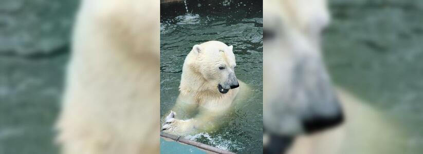 Белый медведь Умка погиб не из-за брошенного в вольер мячика