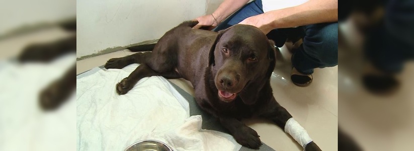 Слепой уралец, выхаживающий сбитого пса-поводыря Барри, хочет построить реабилитационный центр