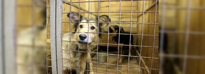 Екатеринбург остался один на один с бездомными собаками: «Спецавтобаза» больше их не ловит