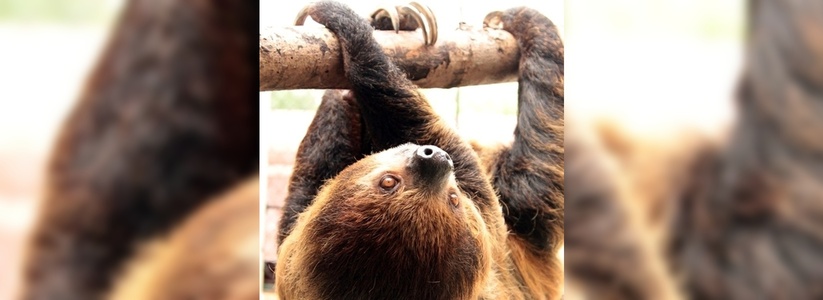В зоопарке Екатеринбурга выбрали «Самца года»: победил заботливый папа