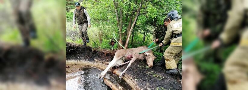 Свердловские сотрудники МЧС спасли жизнь лосенку