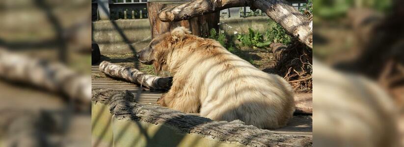 В зоопарке Екатеринбурга медведи спасаются от жары мороженым: фото и видео