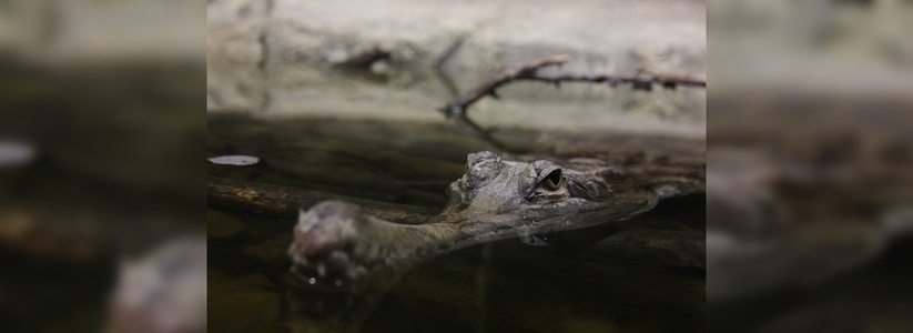В океанариум Екатеринбурга привезли огромных крокодилов, питонов и черепах
