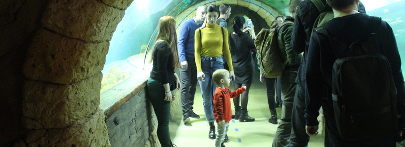 В екатеринбургском океанариуме открылась аквагалерея "Подводный мир": фоторепортаж НАШЕЙ
