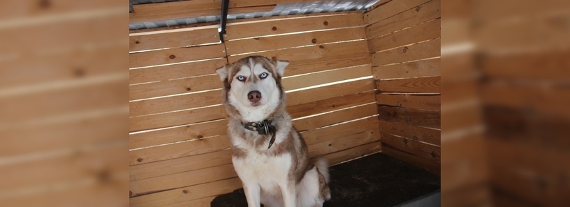 На Вторчермете появится площадка для дрессировки собак за полмиллиона рублей