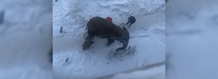 Снега – слонам: НАША собрала мемы про побег животных из цирка Екатеринбурга