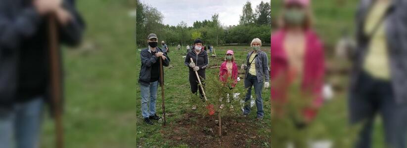 В парке УрГУПС активисты высадили деревья взамен вырубленных под строительство бассейна